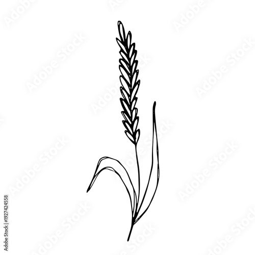 Hand drawn cereal wheat oat rye barley rice ears spikelet clipart Organic wheat bread agriculture farming harvest healthy food Single element for print packaging label design decor