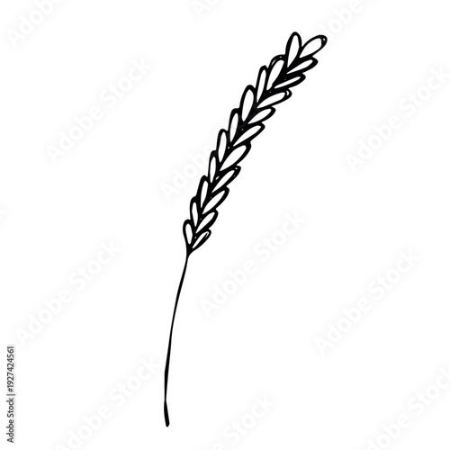 Hand drawn cereal wheat oat rye barley rice ears spikelet clipart Organic wheat bread agriculture farming harvest healthy food Single element for print packaging label design decor