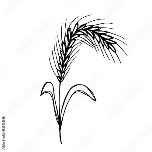 Hand drawn cereal wheat oat rye barley rice ears spikelet clipart Organic wheat bread agriculture farming harvest healthy food Single element for print packaging label design decor