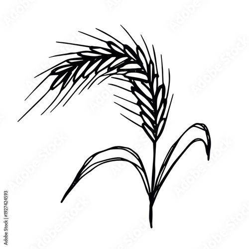 Hand drawn cereal wheat oat rye barley rice ears spikelet clipart Organic wheat bread agriculture farming harvest healthy food Single element for print packaging label design decor