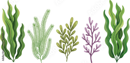 Underwater seaweed and aquatic ocean plants collection with green kelp and purple algae branches isolated on white background for marine nature design.