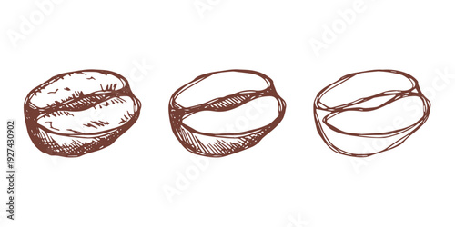 Set of hand drawn fresh roasted coffee bean Arabica robusta seed doodle Single element for design print packaging label decor