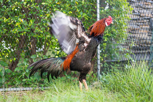 Wallpaper Mural Black red color rooster chicken standing in garden, flapping wing. standing on a patch of grass. The rooster has a vivid red comb and wattle, with a glossy black tail. Torontodigital.ca