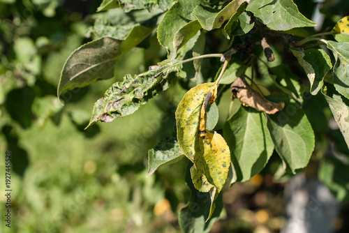 Fotografie Apple tree branch with leaves affected by disease pests, displaying yellowing, spots, curling, various signs of poor health