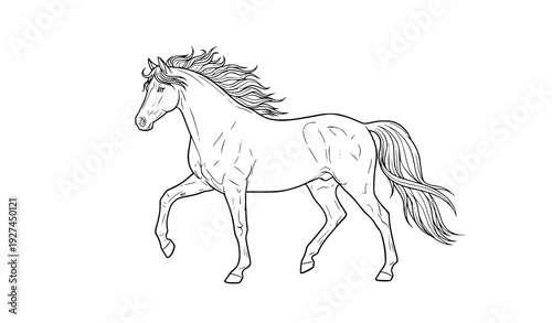 Purebred mare horse linear vector outline coloring illustration isolated on white background