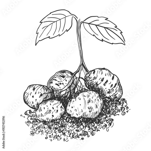 Black-and-white vector sketch of potato tubers with fresh leaves. Plant growth and harvesting. Illustration for agricultural brochures, packaging, organic farming promotions, educational materials.