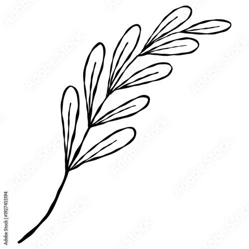 Wallpaper Mural Elegant hand-drawn botanical leaf branch doodle in a minimalist line art style. Torontodigital.ca