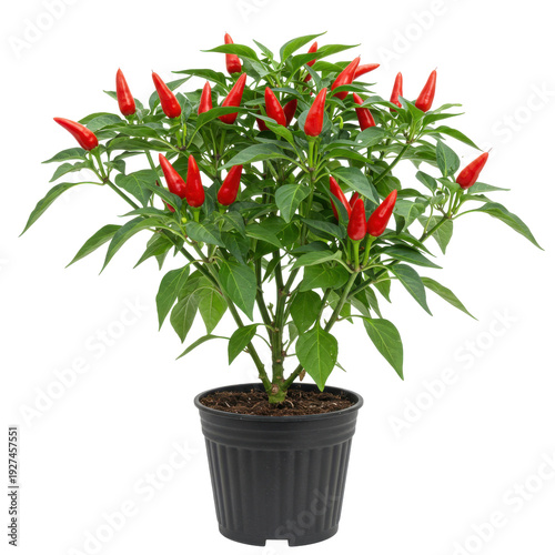 Potted red chili pepper plant with glossy pods and vibrant green foliage isolated on white background