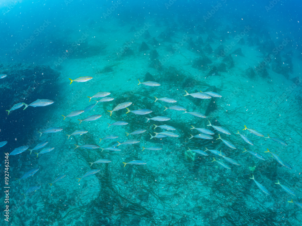 Obraz premium ブリ, Yellowtail, Seriola quinqueradiata, アジ科, イナダ, 幼魚yg, 他。 ヒリゾ浜南伊豆町中木 静岡県伊豆半島-2025 日本有数のシュノーケリングスポット。 夏の数カ月間だけ渡し船で行ける。 水質透明度魚影が素晴らしい。 