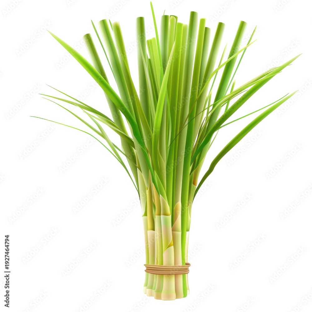 Obraz premium Fresh lemongrass bunch with detailed stems and leaves isolated on white background