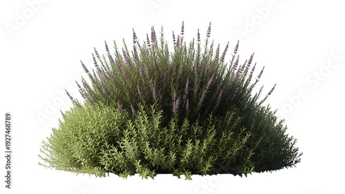 A green bushy plant isolated on transparent background