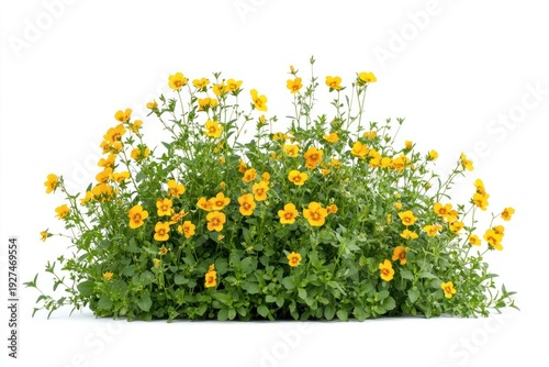 Pansy flowers bush plant arrangement vegetation.