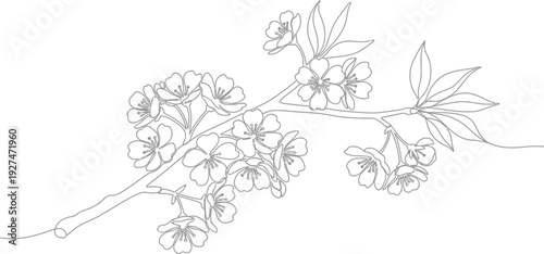Elegant minimalist black and white continuous line drawing illustrating a delicate cherry blossom branch with several blooming flowers and emerging leaves.
