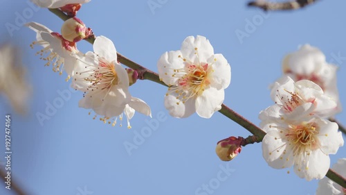 White Plum Blossoms Against Blue Sky, Spring Flower Close-Up