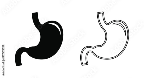 Human stomach illustration a solid and outline depiction