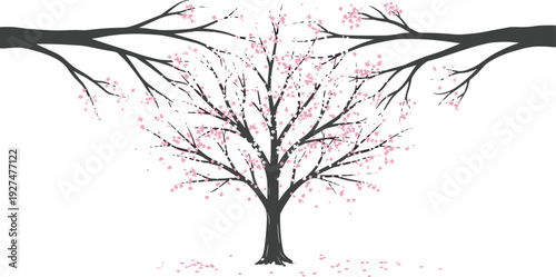 Cherry blossom tree with falling pink petals vector illustration for spring season design, Japanese sakura theme, and floral background