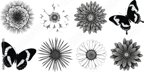 Black and White Floral and Butterfly Illustration Set with Detailed Flowers Petals and Insects, Elegant Nature Botanical Art in Monochrome Vector Style