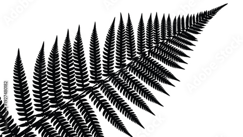 Detailed black silhouette of a single fern frond, showing intricate leaf structure, isolated on a clean white background vector.