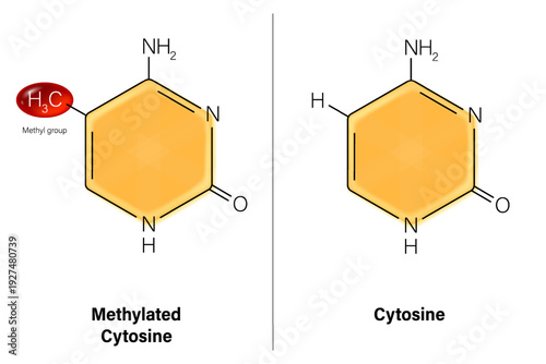Methylated cytosine and cytosine. Epigenetic alterations. DNA Methylation. Hallmarks of aging.