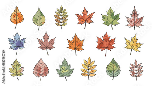 A beautiful collection of various autumn leaves illustrated in a watercolor and line art style, showcasing the vibrant colors of the fall season against a white background.