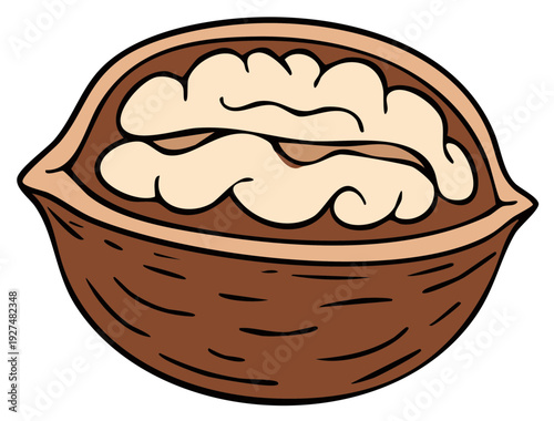 Halved walnut with exposed kernel and textured shell illustration