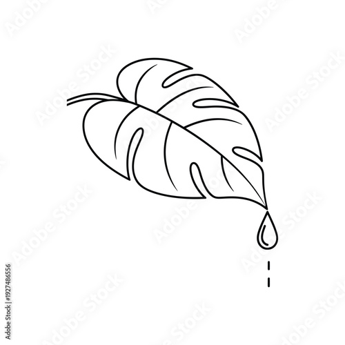 Minimalist Monstera Leaf with Water Drop Tropical Botanical Design On white Background Line Art Vector illustration.