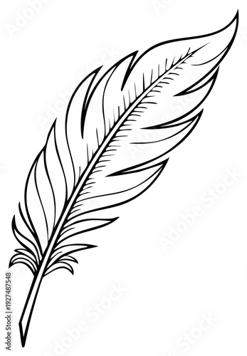 Elegant quill feather illustration for creative designs; detailed line art featuring plume and barbs on light background