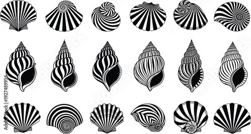 Seashell collection set of sea shells ocean snails scallops and spiral clams hand drawn sketch icons isolated on white background