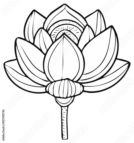 Ink drawing of a blooming lotus flower, botanical illustration, floral design.