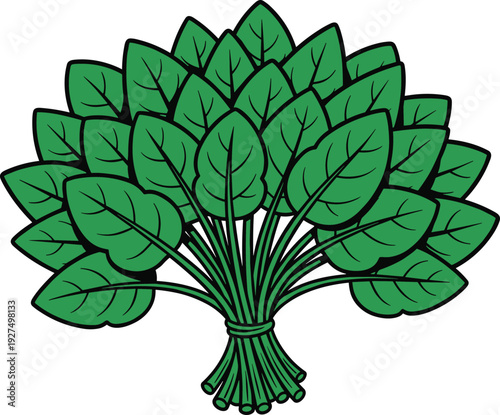 Hand drawn vector illustration of a fresh green spinach bunch with large leaves tied together isolated on a white background for healthy cooking