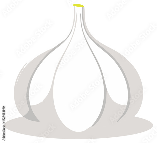 Simple vector illustration of a fresh whole garlic bulb for cooking