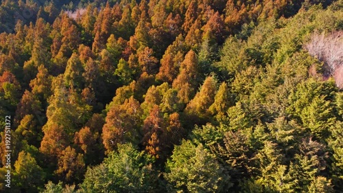 冬に咲く桜が紅葉した山をピンクに染めるダイナミックな空撮