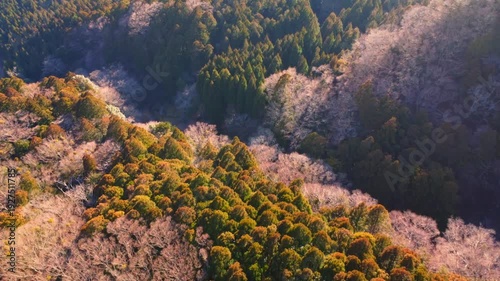 冬に咲く桜が紅葉した山をピンクに染めるダイナミックな空撮