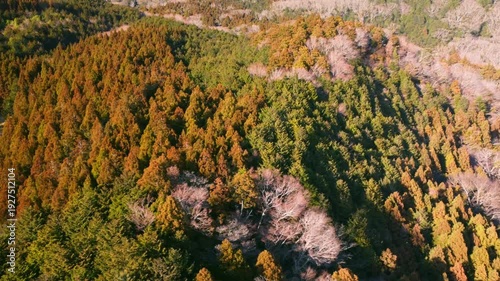 冬に咲く桜が紅葉した山をピンクに染めるダイナミックな空撮