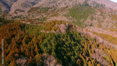 冬に咲く桜が紅葉した山をピンクに染めるダイナミックな空撮