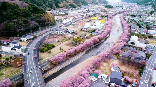 川沿いにずらーっと並んで咲いた満開の桜を空撮