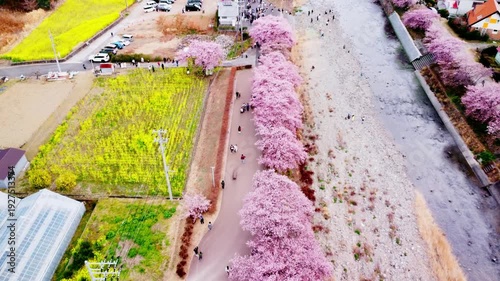 川沿いにずらーっと並んで咲いた満開の桜を空撮