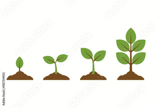 Growth Stages of a Plant with Green Leaves in Soil