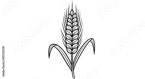 Wheat Ear Illustration Vector – Agricultural Grain Plant Botanical Design