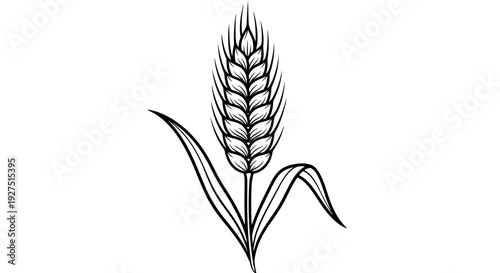 Wheat Ear Illustration Vector – Agricultural Grain Plant Botanical Design