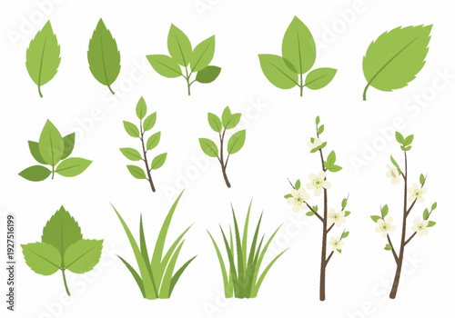 Collection of Various Green Leaves and Plant Foliage for Nature and Gardening Themes