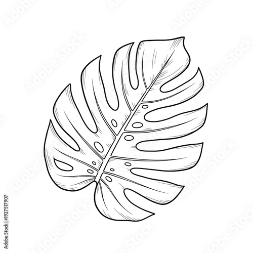 A simple vector illustration of a monstera leaf, showcasing its unique shape and holes, from a straightforward front view perspective