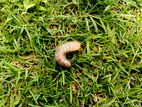 Quadro em tela Grub Larva on Green Grass. Grub Insect on Green Grass.