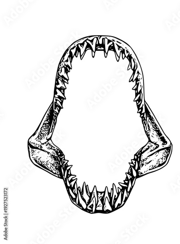 Detailed illustration of shark jaw with sharp teeth