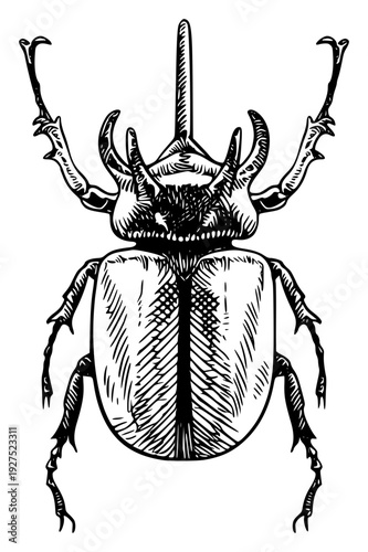 Detailed illustration of a rhinoceros beetle from above