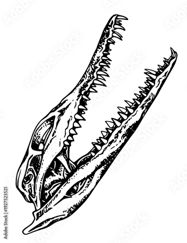 Detailed dinosaur skull with sharp teeth on display