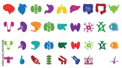 Human internal organs colorful silhouette icons set vector illustration art design elements