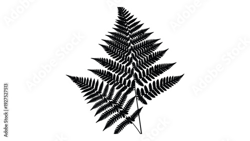A black and white image of a single fern leaf isolated on white background, Vector