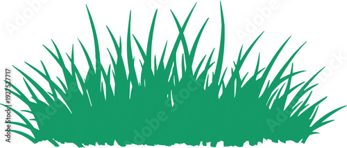 The image showcases a single clump of green grass set against a stark white background. The grass blades exhibit a range of lengths, contributing to a natural and organic look. Some blades are taller 