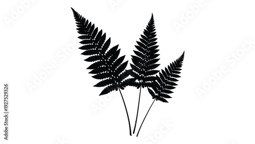 A black silhouette of three fern leaves on a white background isolated on white background, Vector